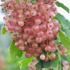 Pink Champagne Currant Plants Currant Plants